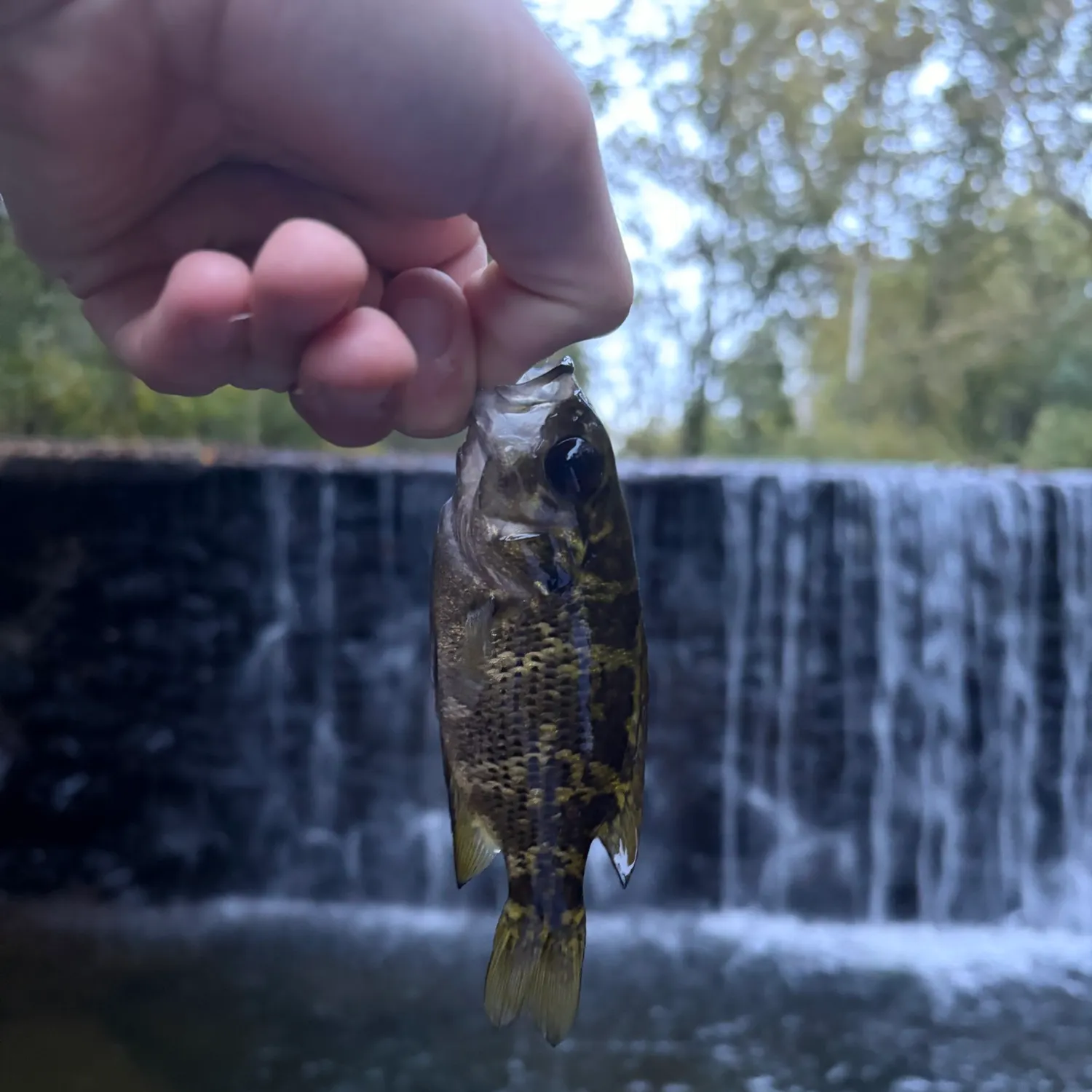 Rock bass caught on Fishbrain