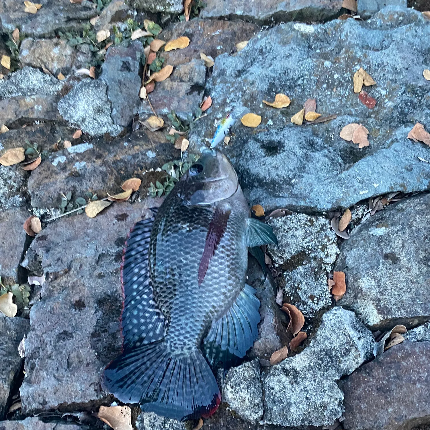 The most recent Blue tilapia catches on Fishbrain