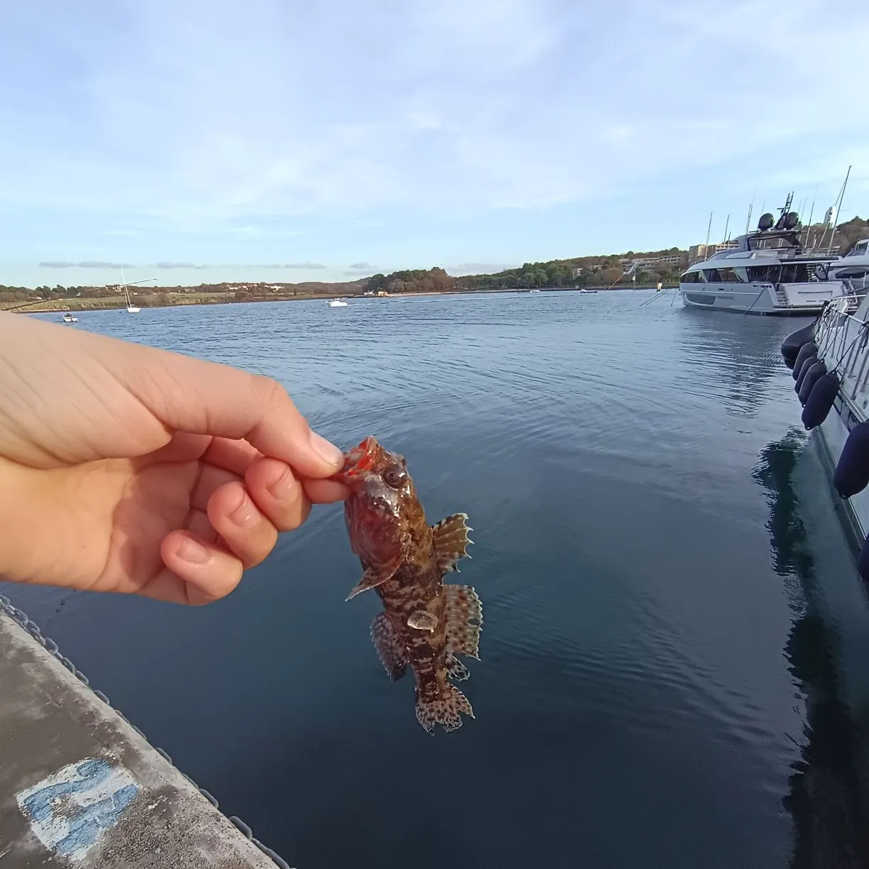 The most recent Black goby catches on Fishbrain