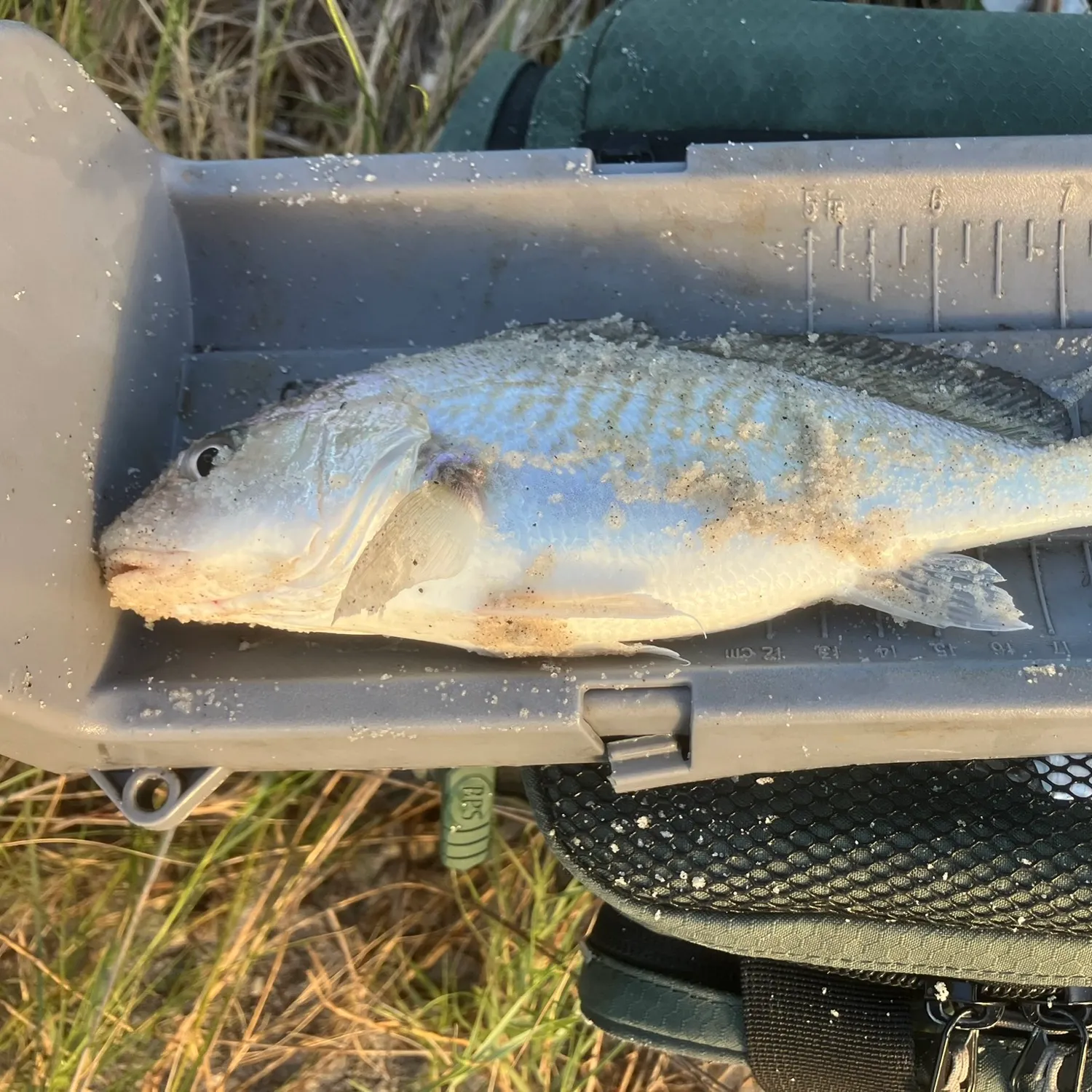 Atlantic croaker caught on Fishbrain