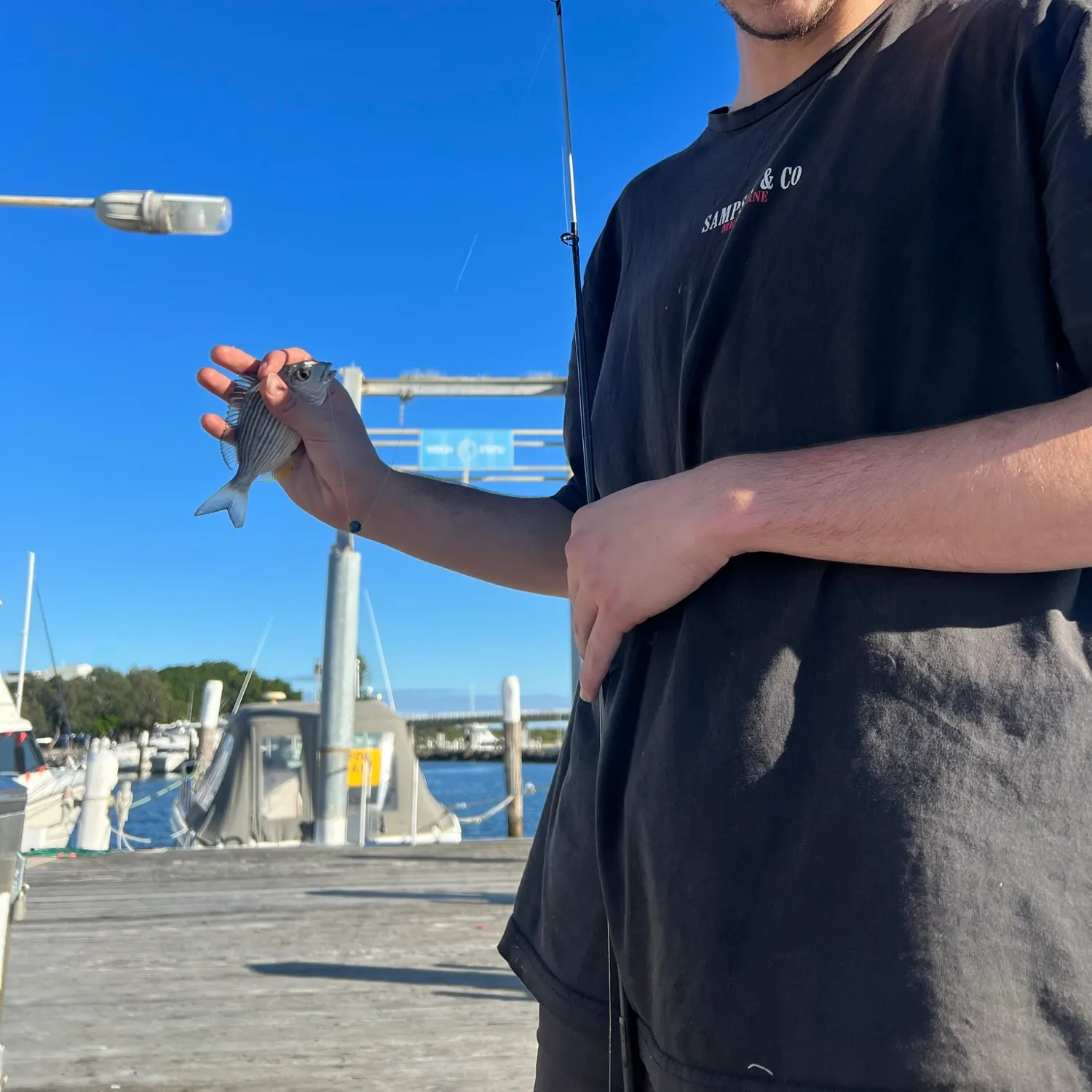 The most recent Surf bream catches on Fishbrain