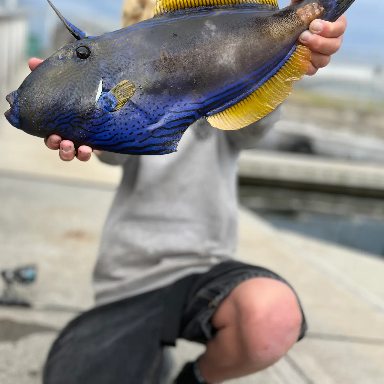 The most popular recent Six-spined leatherjacket catch on Fishbrain