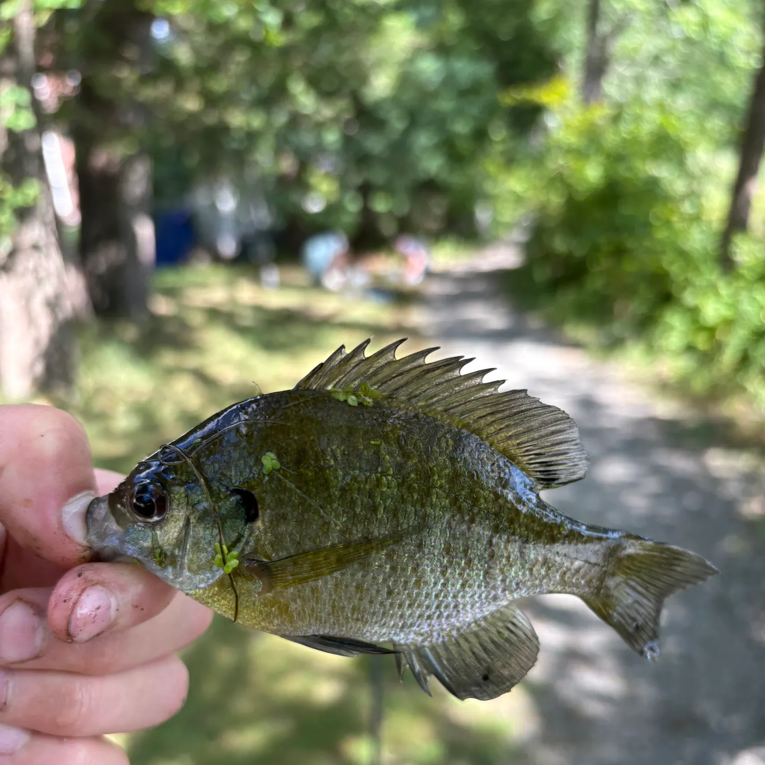 Bluegill caught on Fishbrain