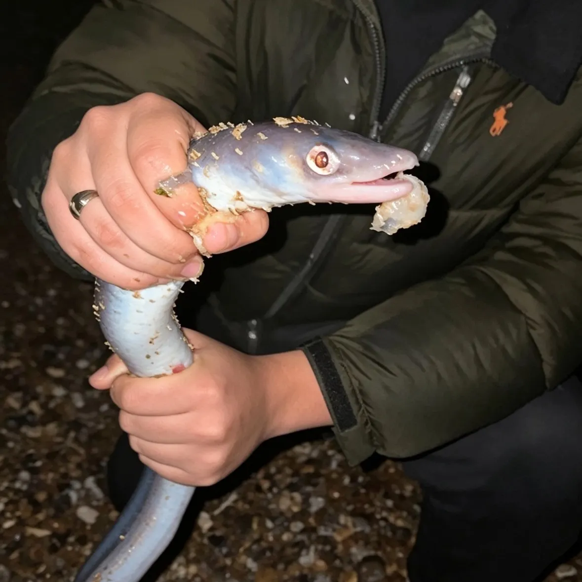 The most recent European conger catches on Fishbrain