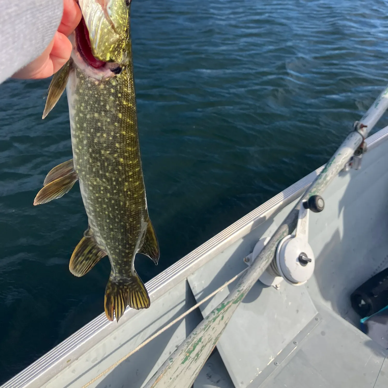 Northern pike caught on Fishbrain