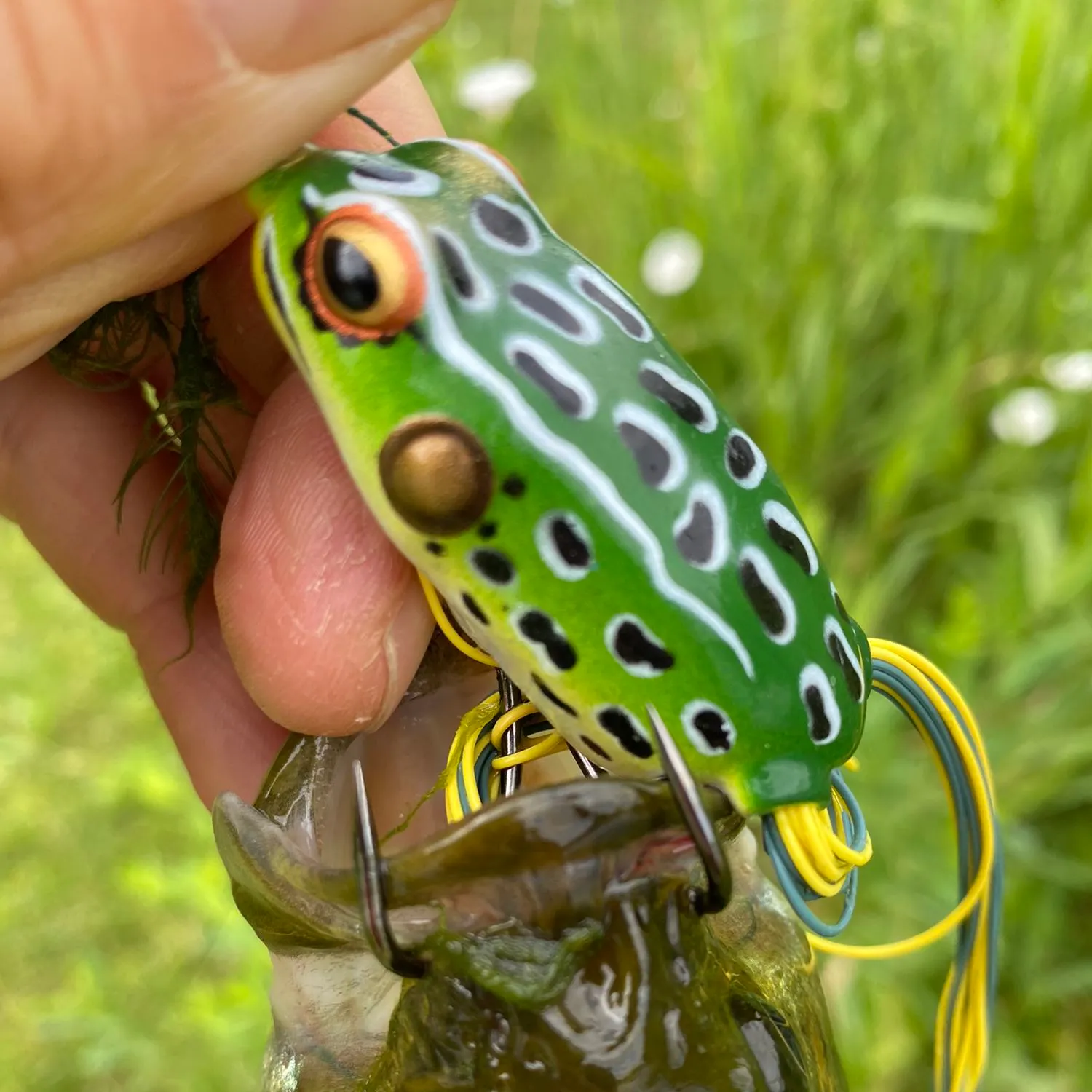 Fish caught on Fishbrain