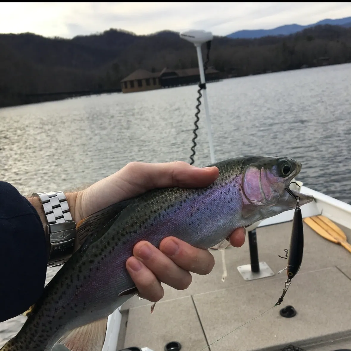 Rainbow trout caught on Fishbrain