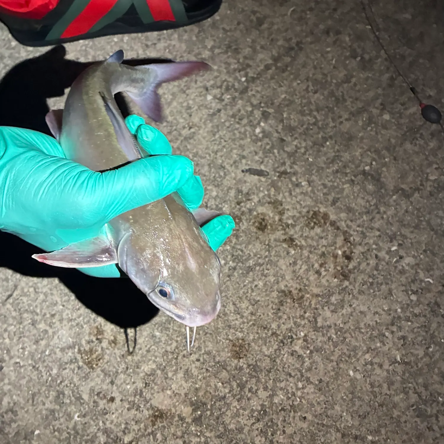 Hardhead sea catfish caught on Fishbrain