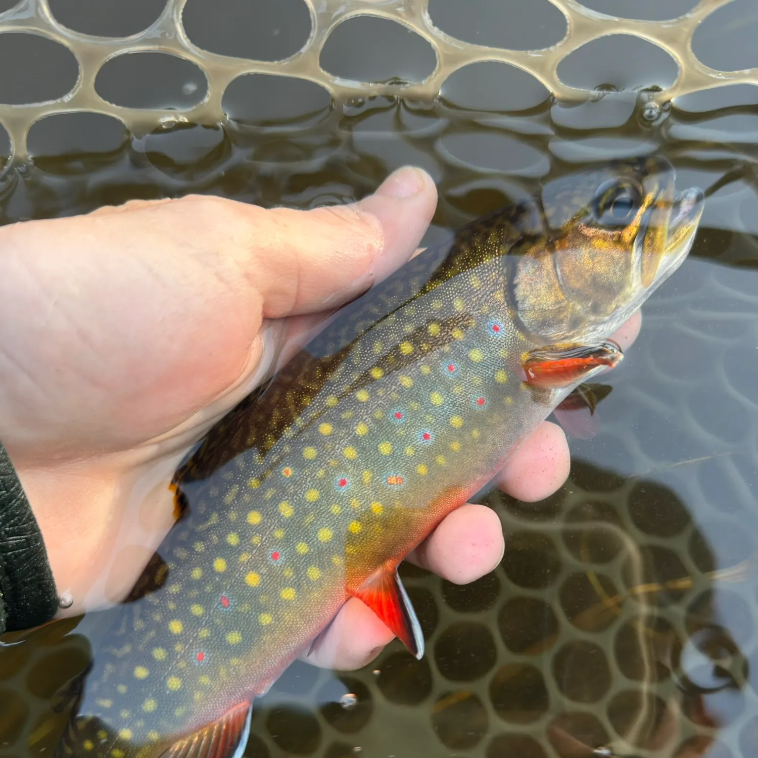 Brook trout caught on Fishbrain