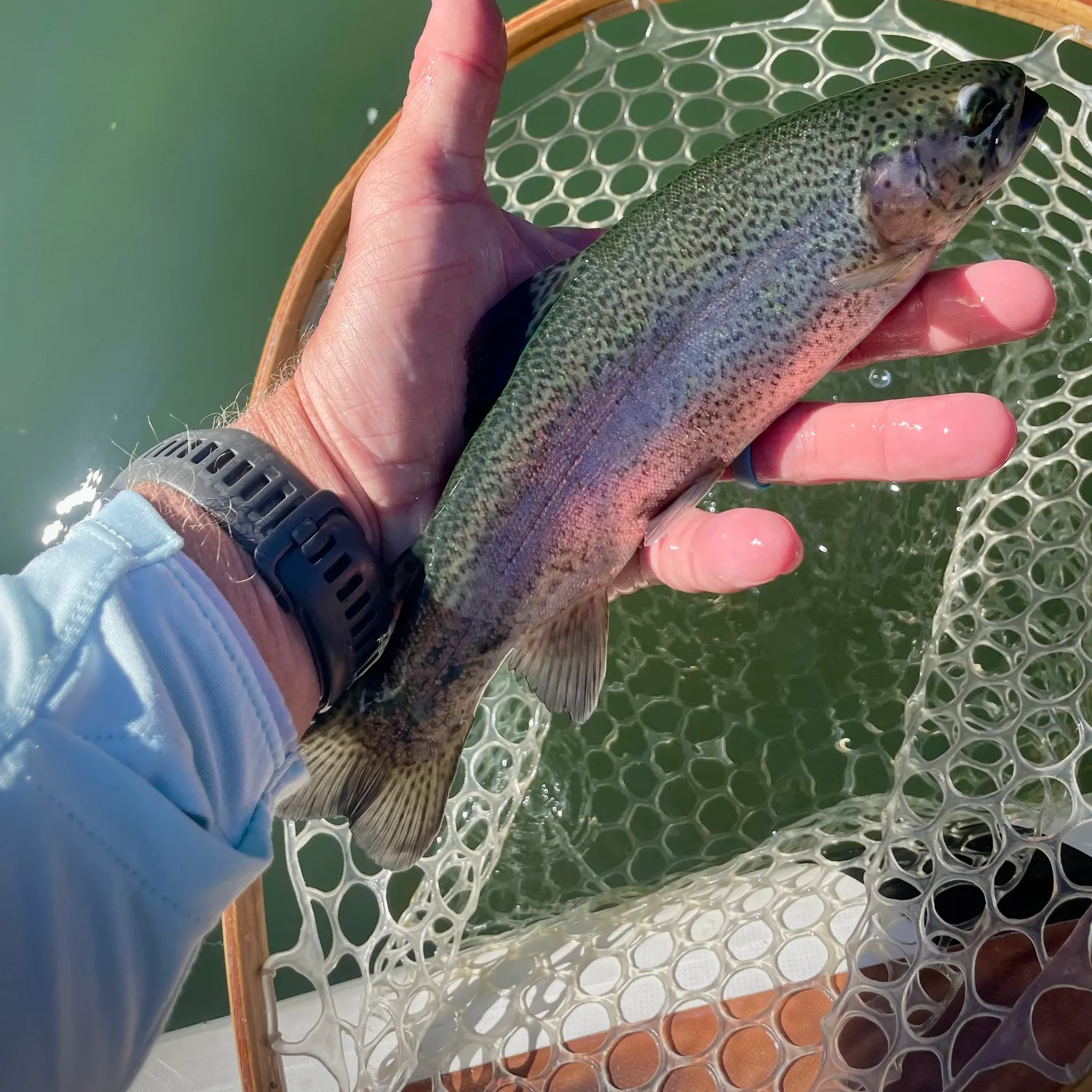 Rainbow trout caught on Fishbrain