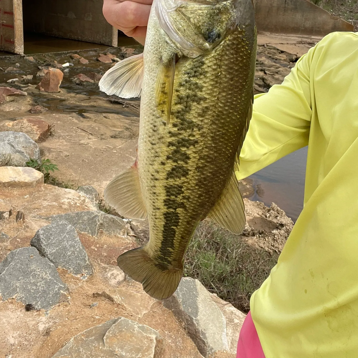 The most recent F1 bass catches on Fishbrain