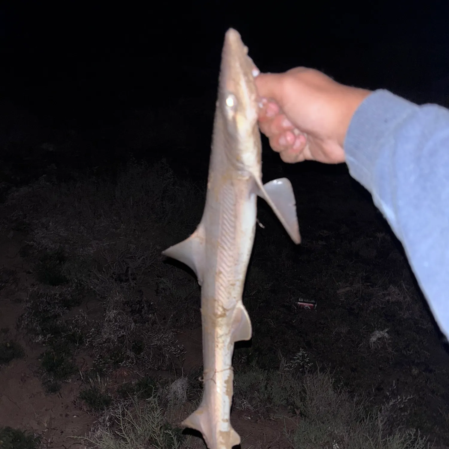The most recent Grey smooth-hound catches on Fishbrain