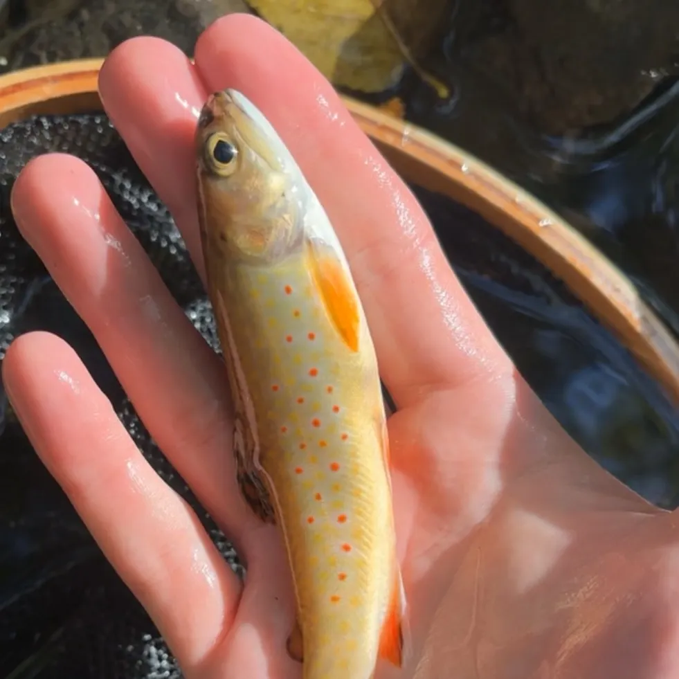 Brook trout caught on Fishbrain