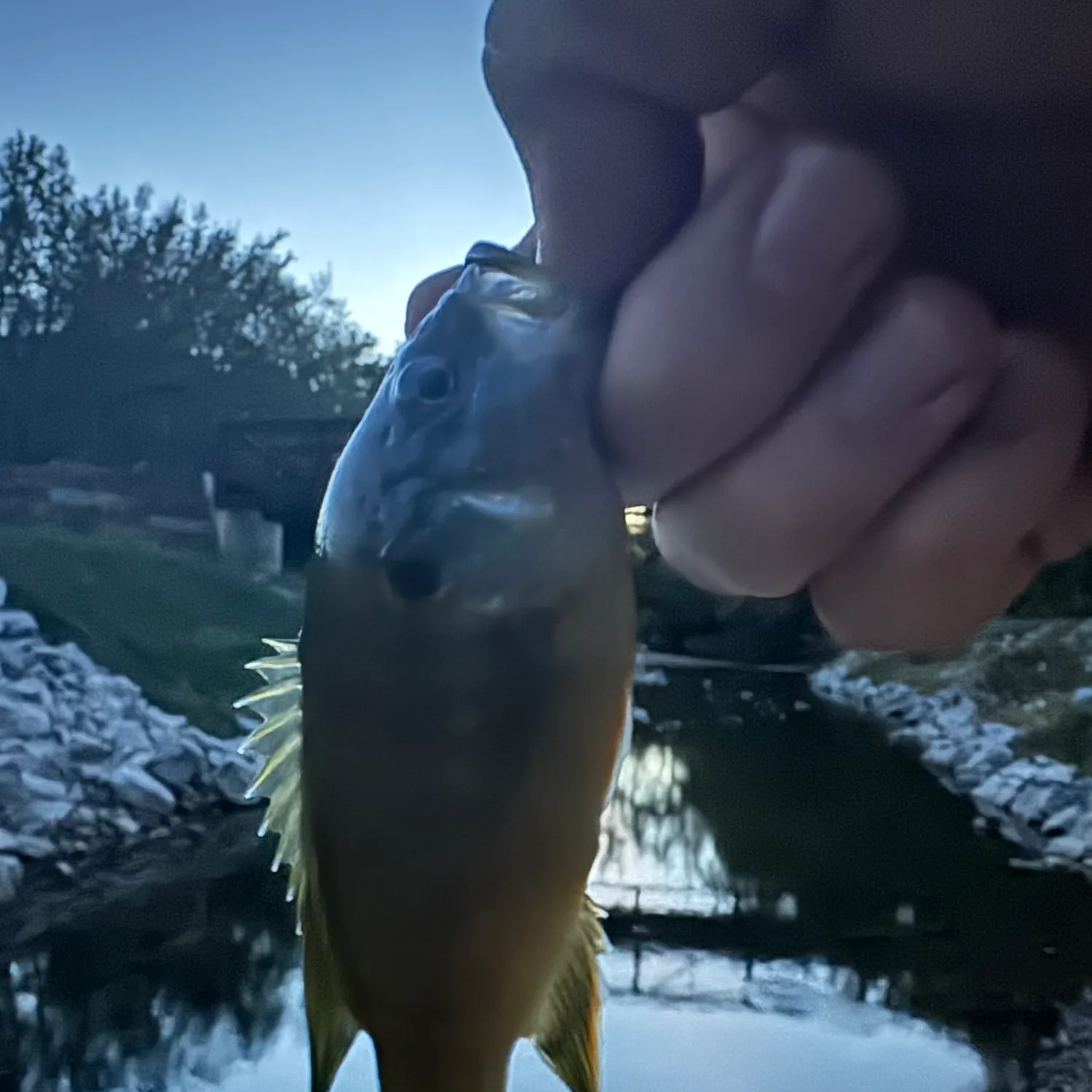 Green sunfish caught on Fishbrain