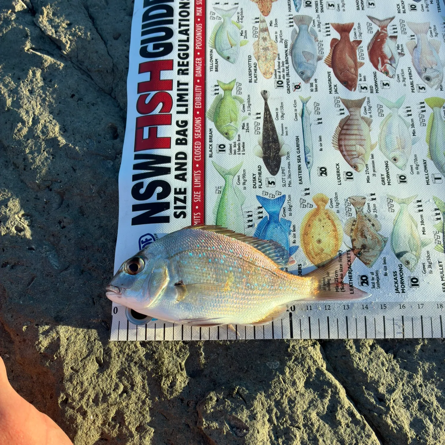 recently logged catches