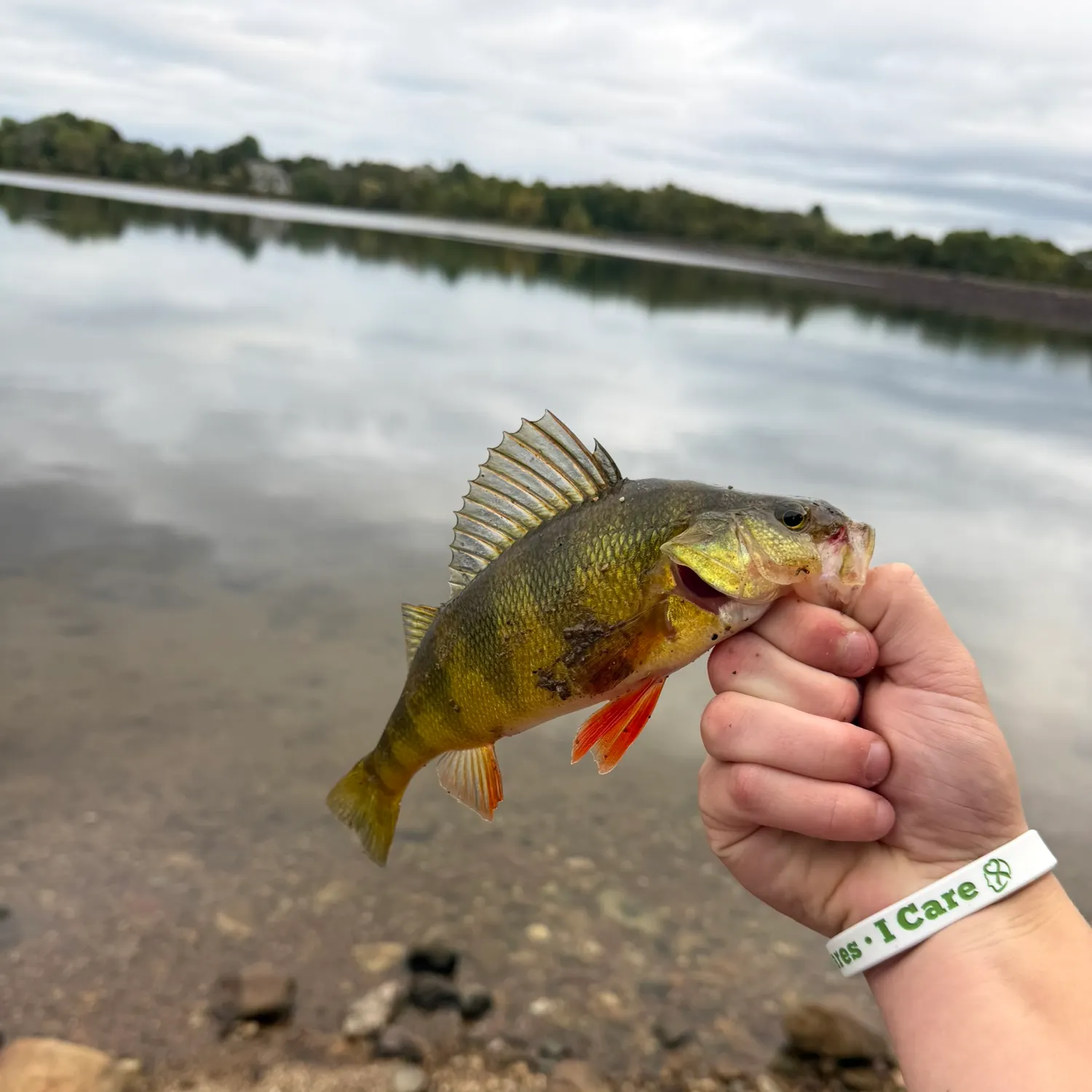 Yellow perch caught on Fishbrain