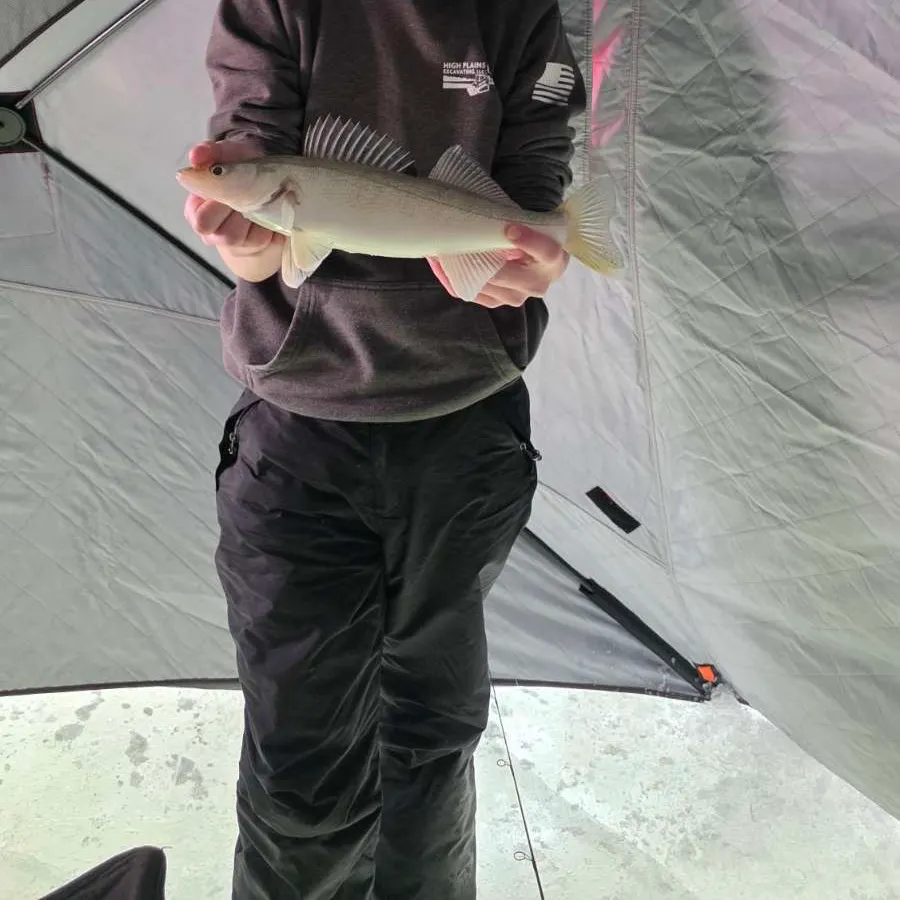 The most recent Walleye catches on Fishbrain