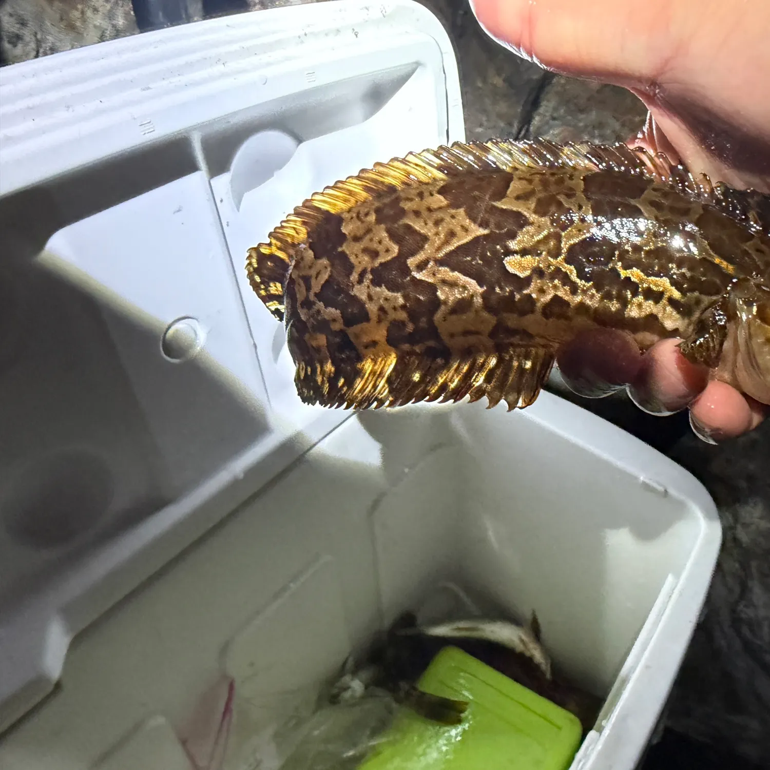 Giant kelpfish caught on Fishbrain