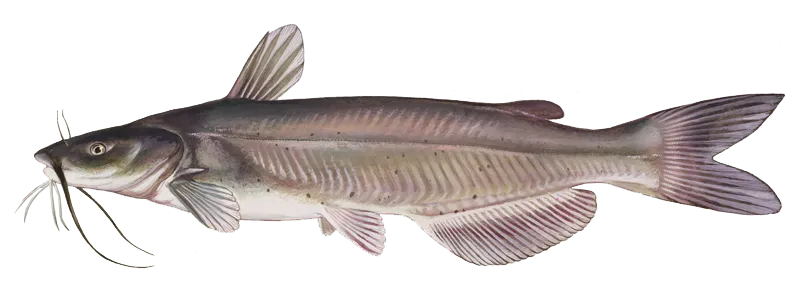 Channel catfish