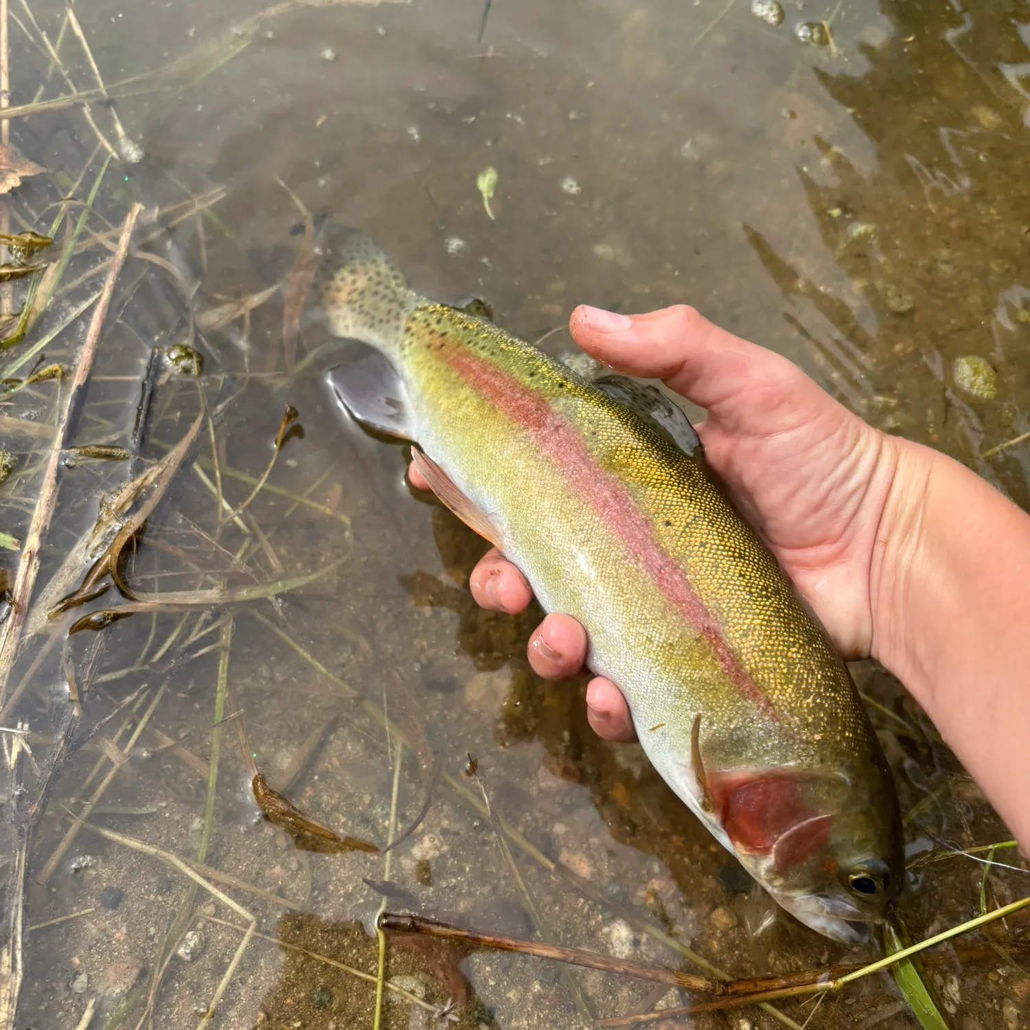 Rainbow trout caught on Fishbrain