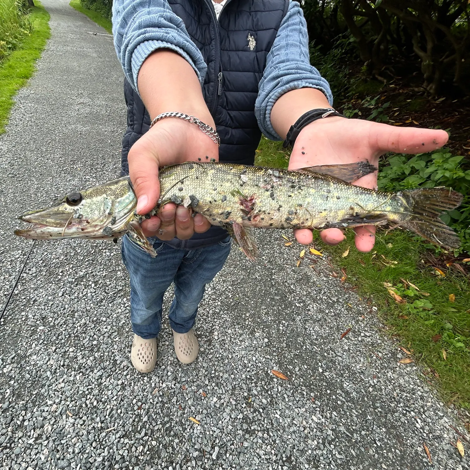 Northern pike caught on Fishbrain