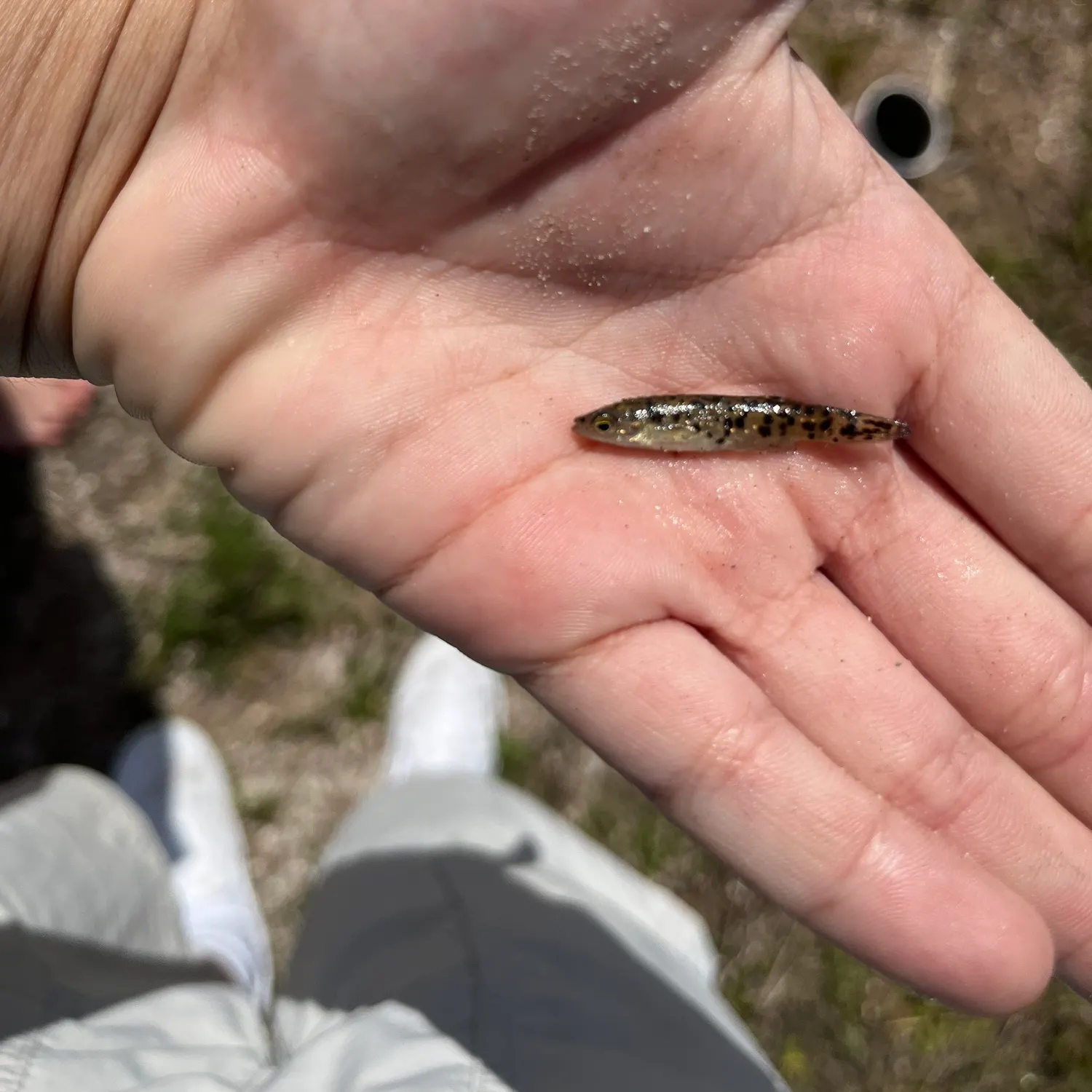 The most recent Golden topminnow catches on Fishbrain