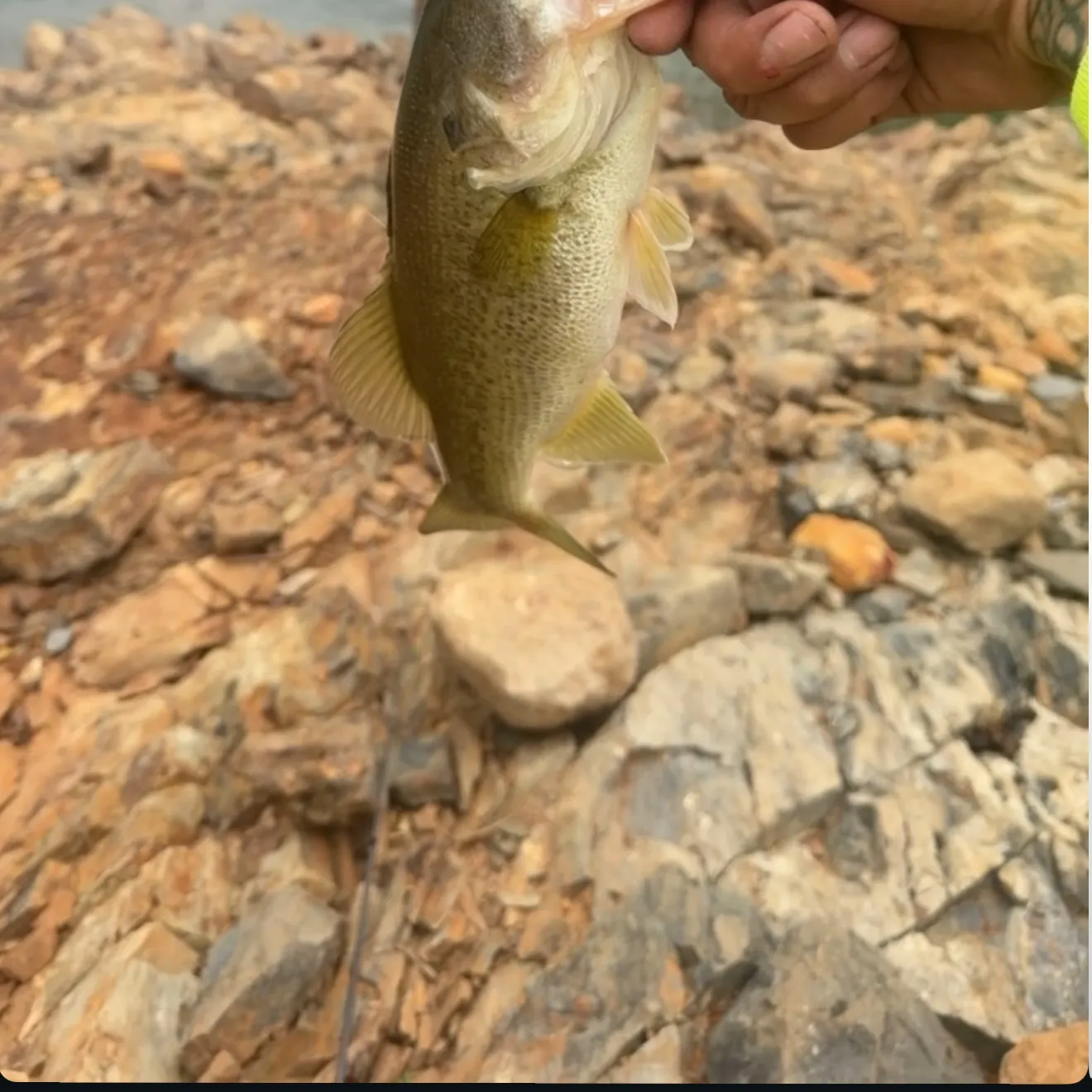 Spotted bass caught on Fishbrain