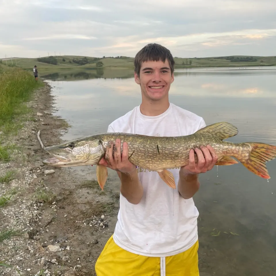 Northern pike caught on Fishbrain