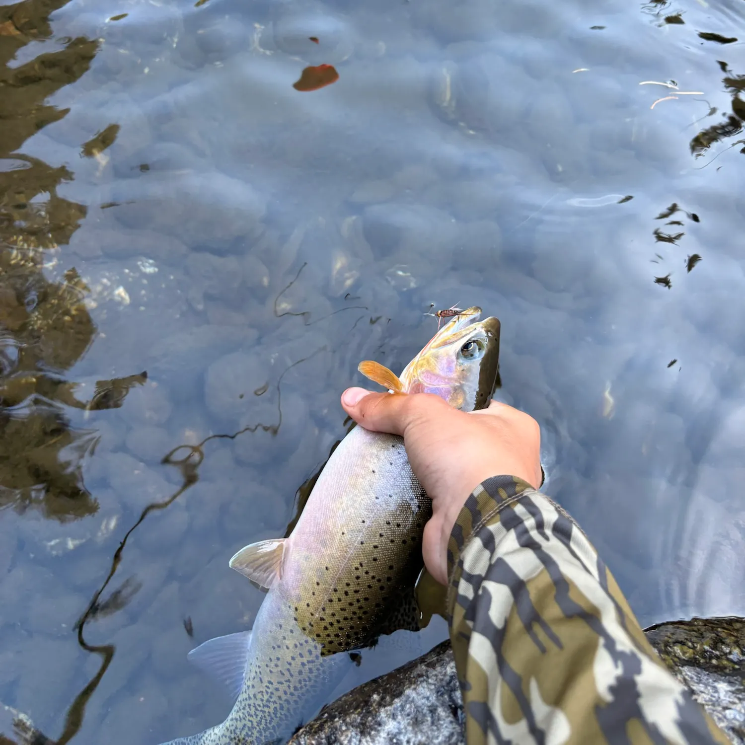 Cutthroat trout caught on Fishbrain