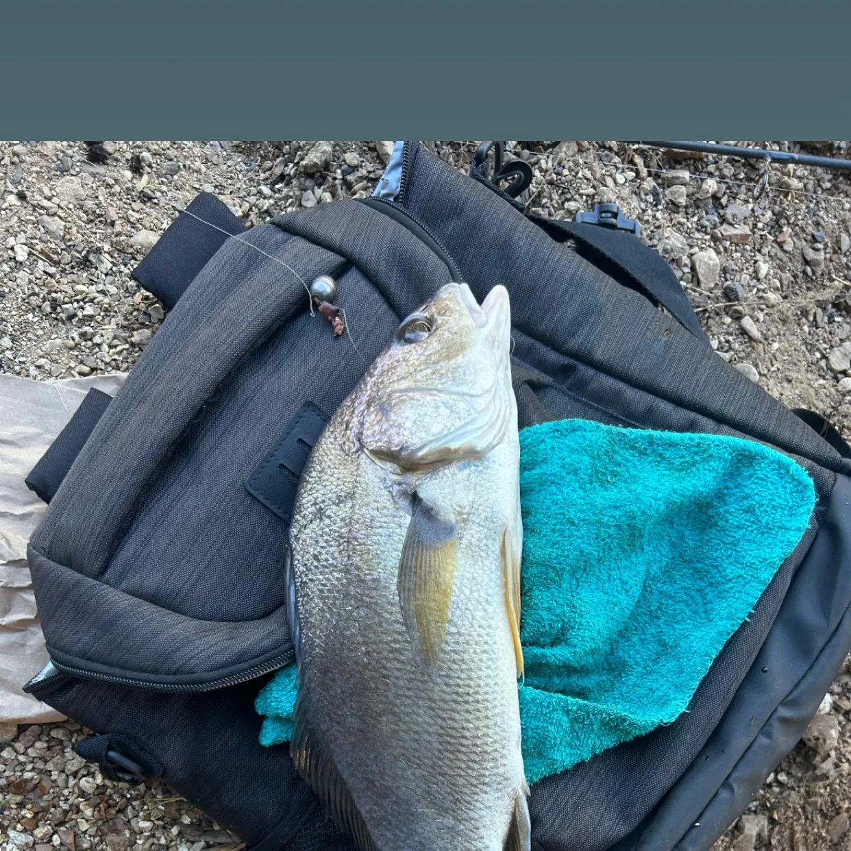 Freshwater drum caught on Fishbrain