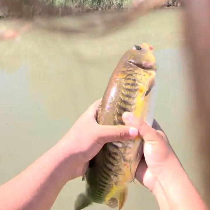 Mirror carp caught on Fishbrain