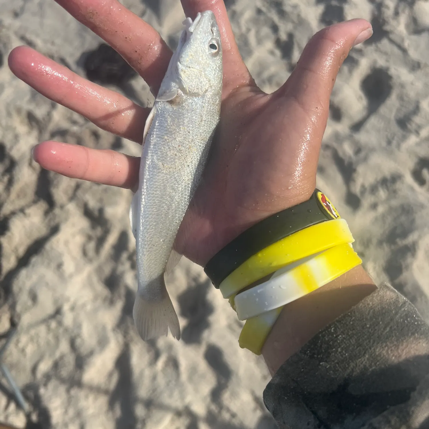 The most recent Gulf kingcroaker catches on Fishbrain