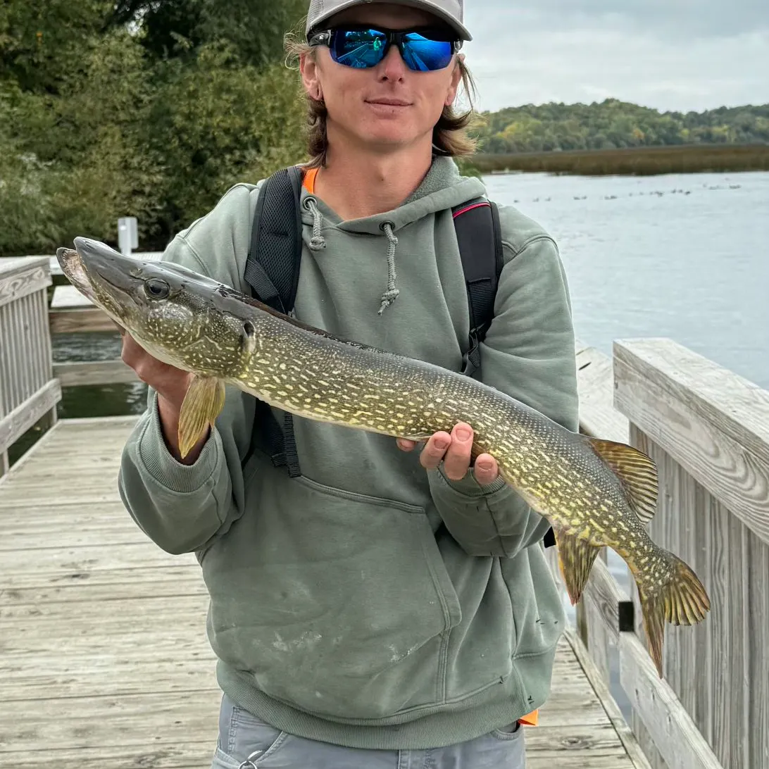 Northern pike caught on Fishbrain