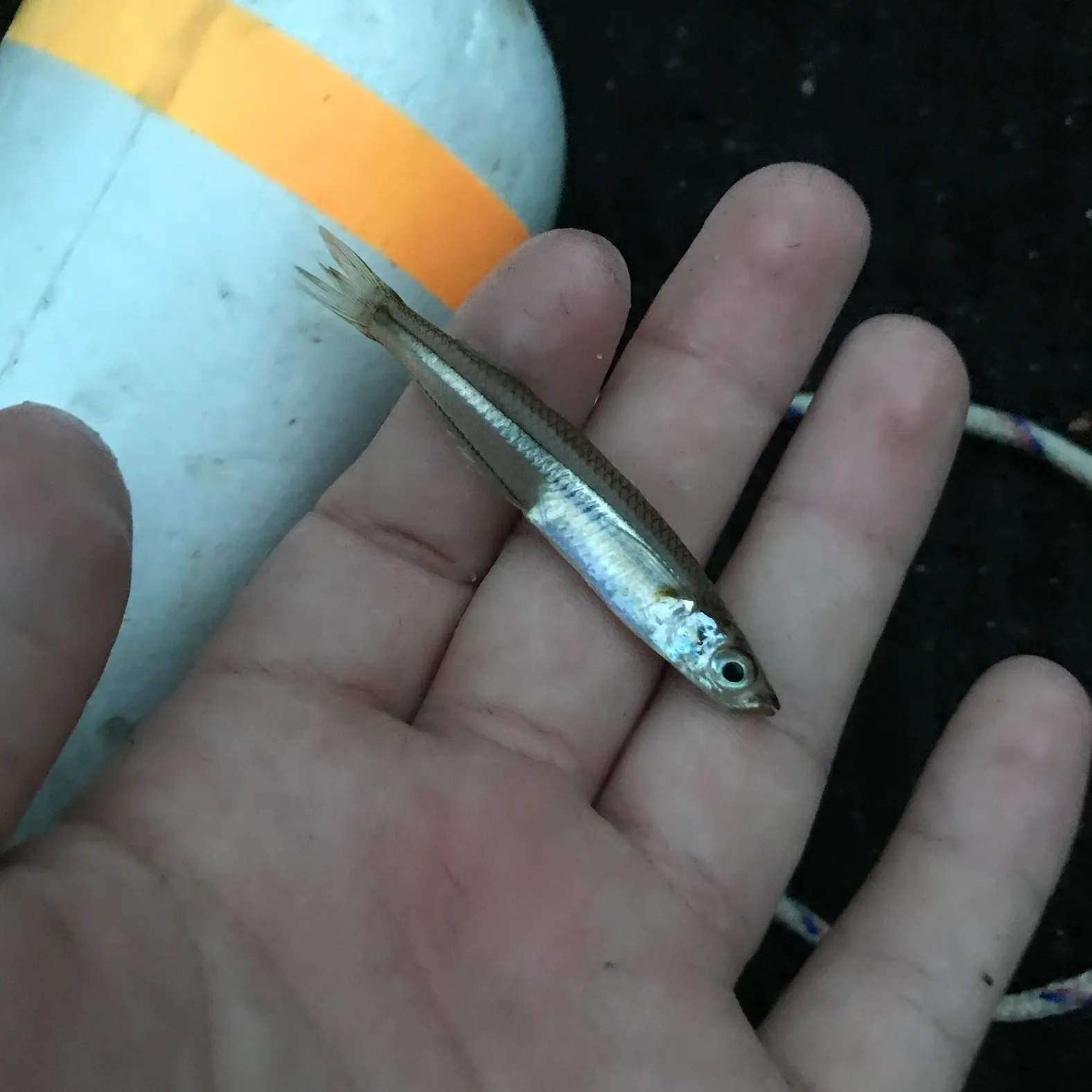 The most recent Atlantic silverside catches on Fishbrain