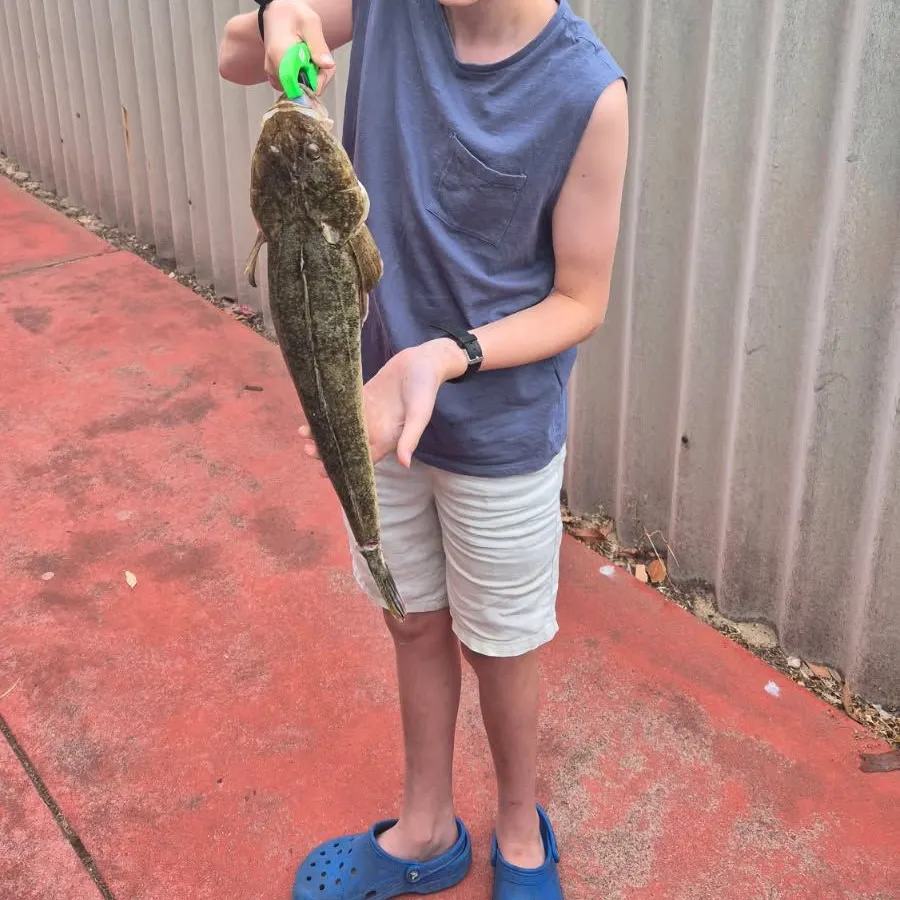 The most recent Bartail flathead catches on Fishbrain