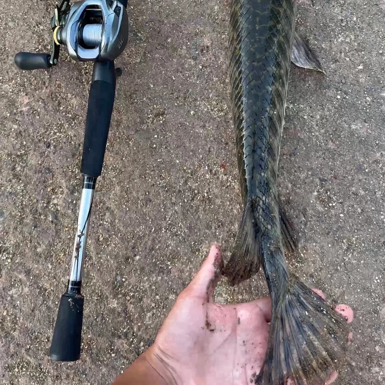 Spotted gar caught on Fishbrain