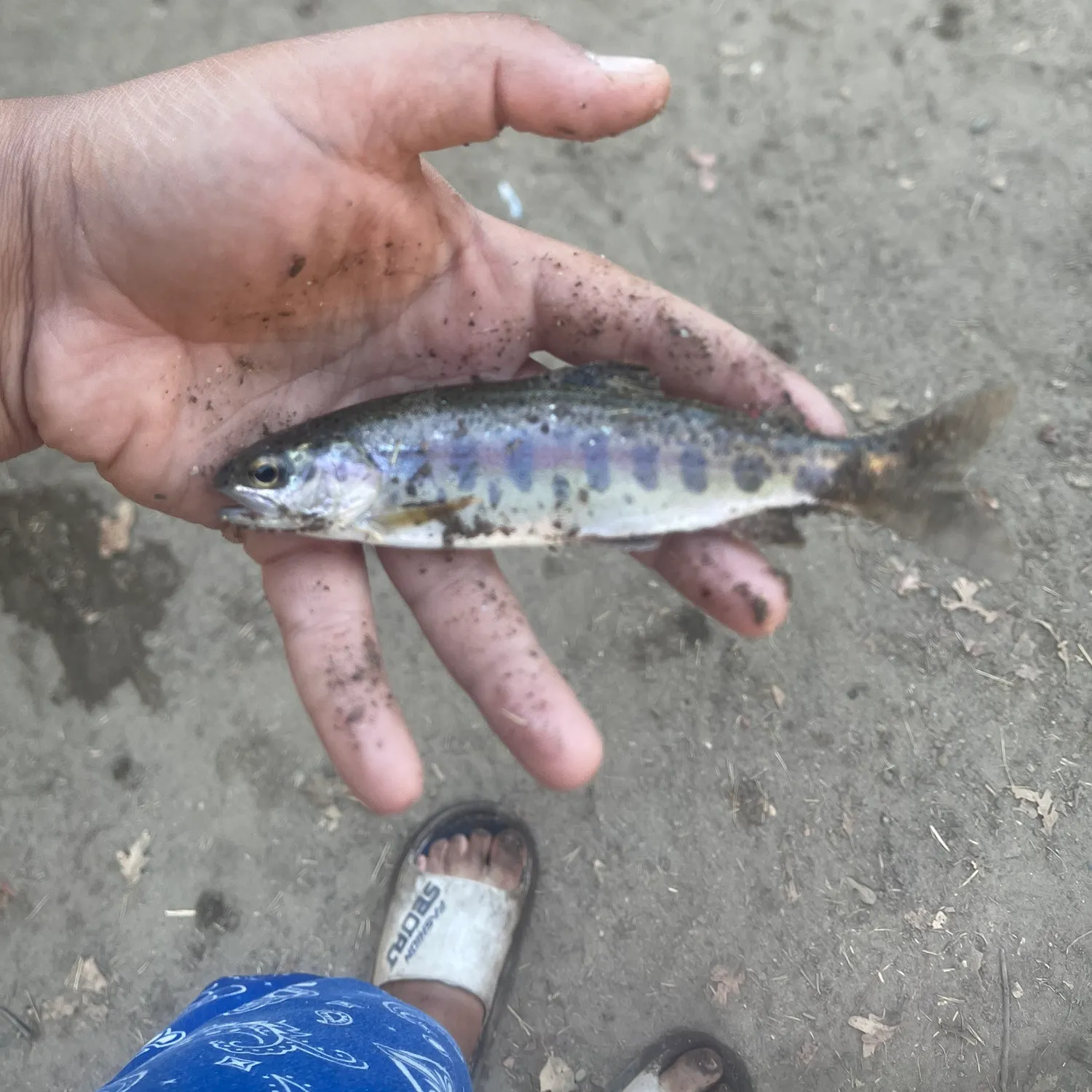 The most recent Golden trout catches on Fishbrain