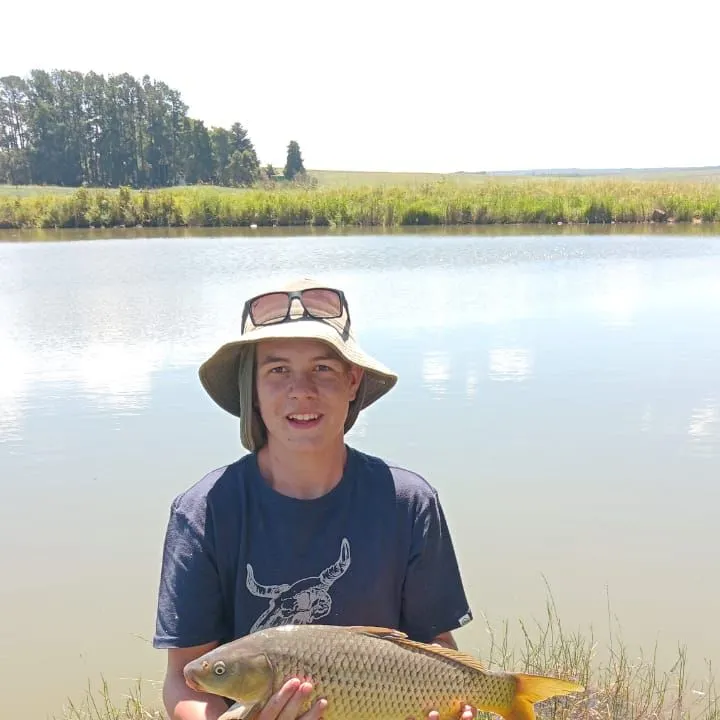 Common carp caught on Fishbrain