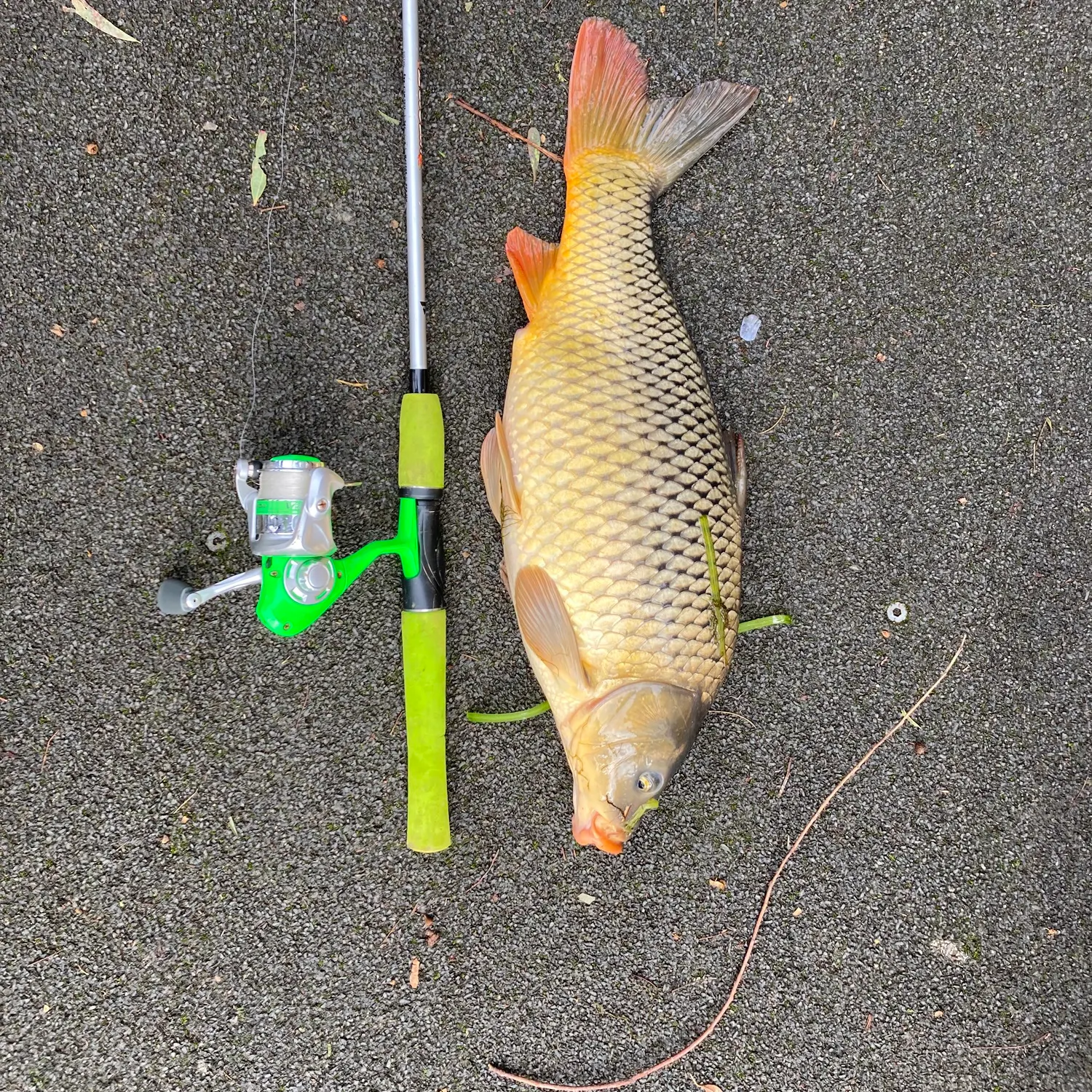The most recent Common carp catches on Fishbrain