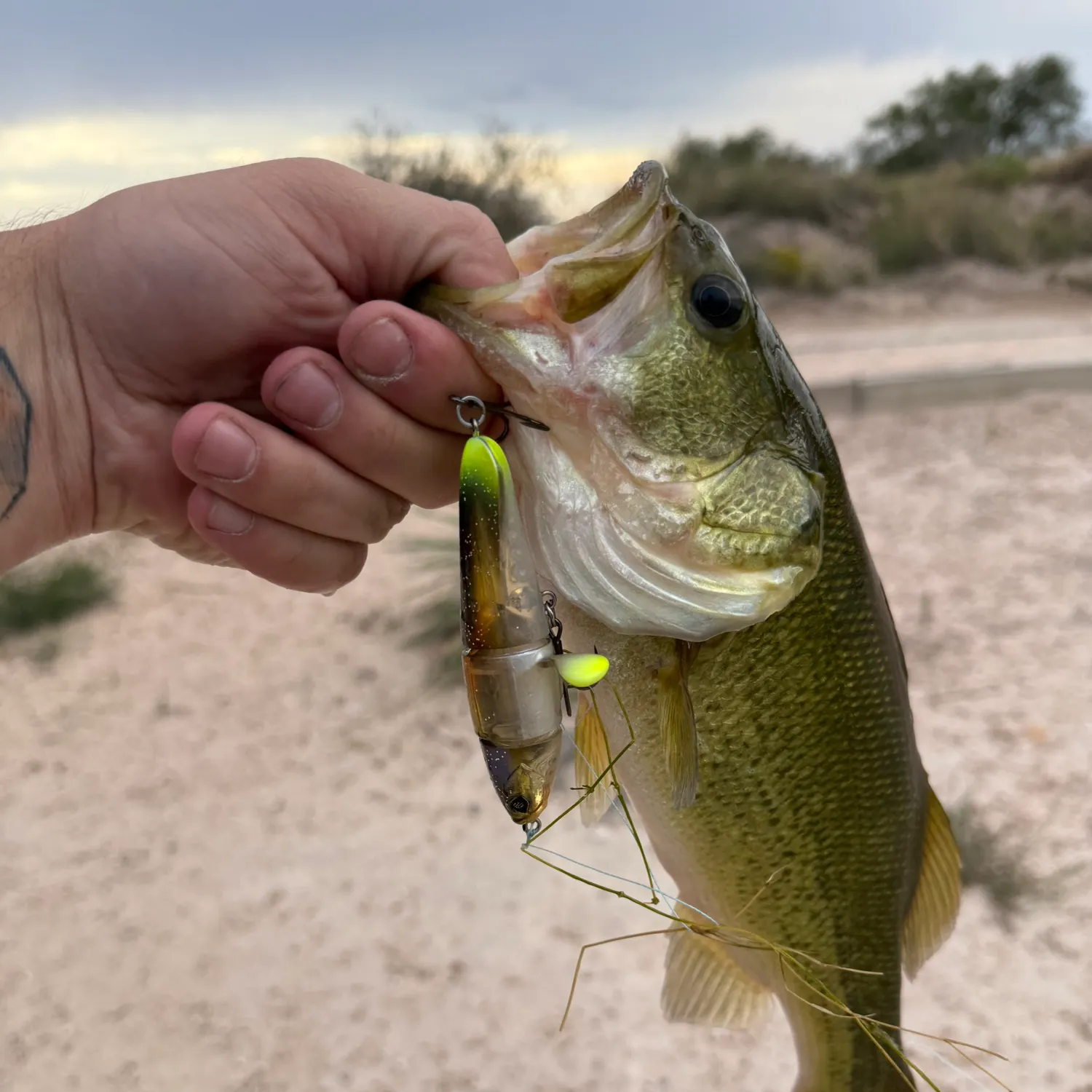 Largemouth bass caught on Fishbrain