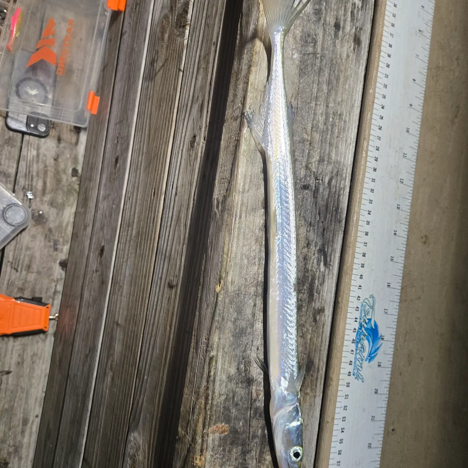 The most recent Atlantic needlefish catches on Fishbrain