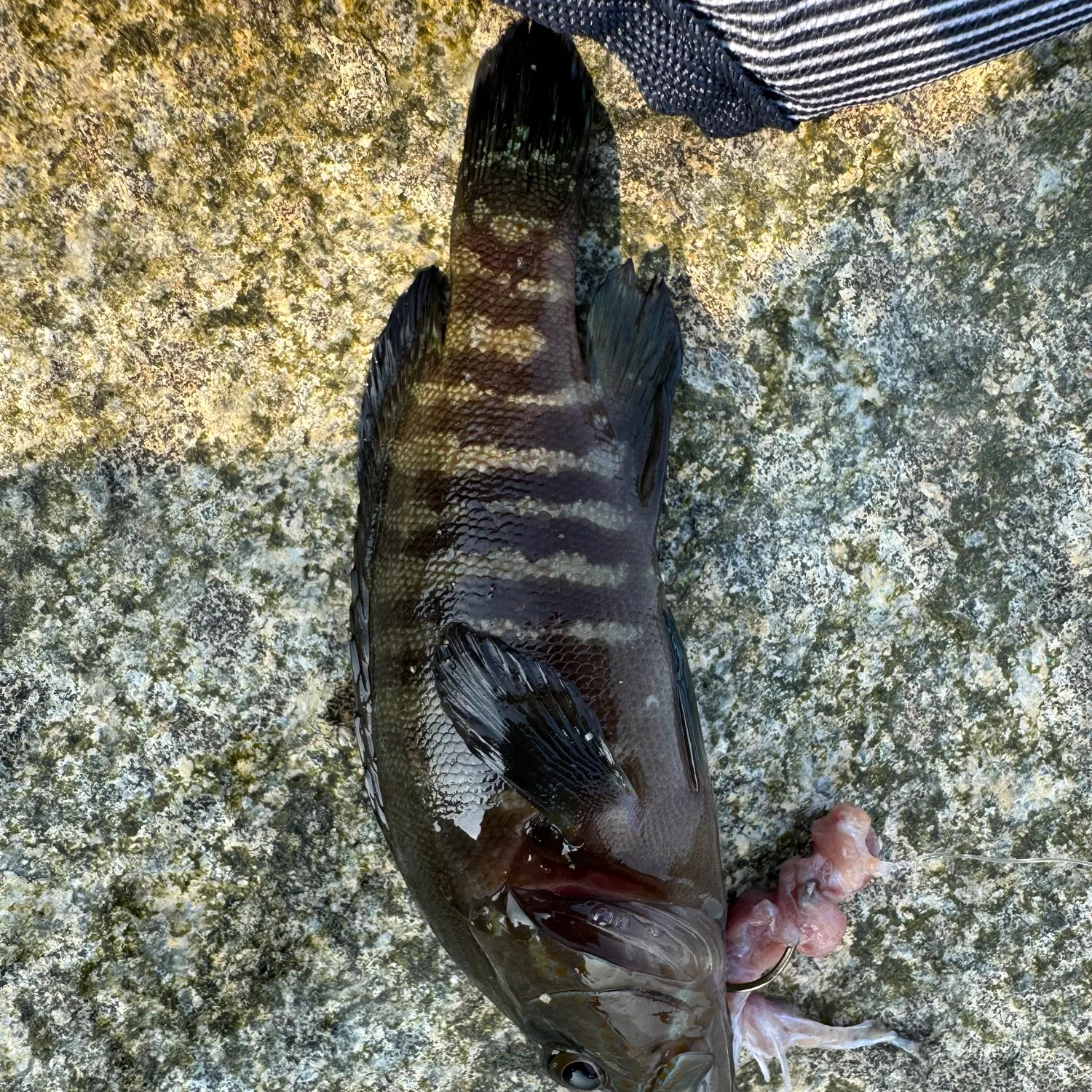 The most recent Leopard coralgrouper catches on Fishbrain