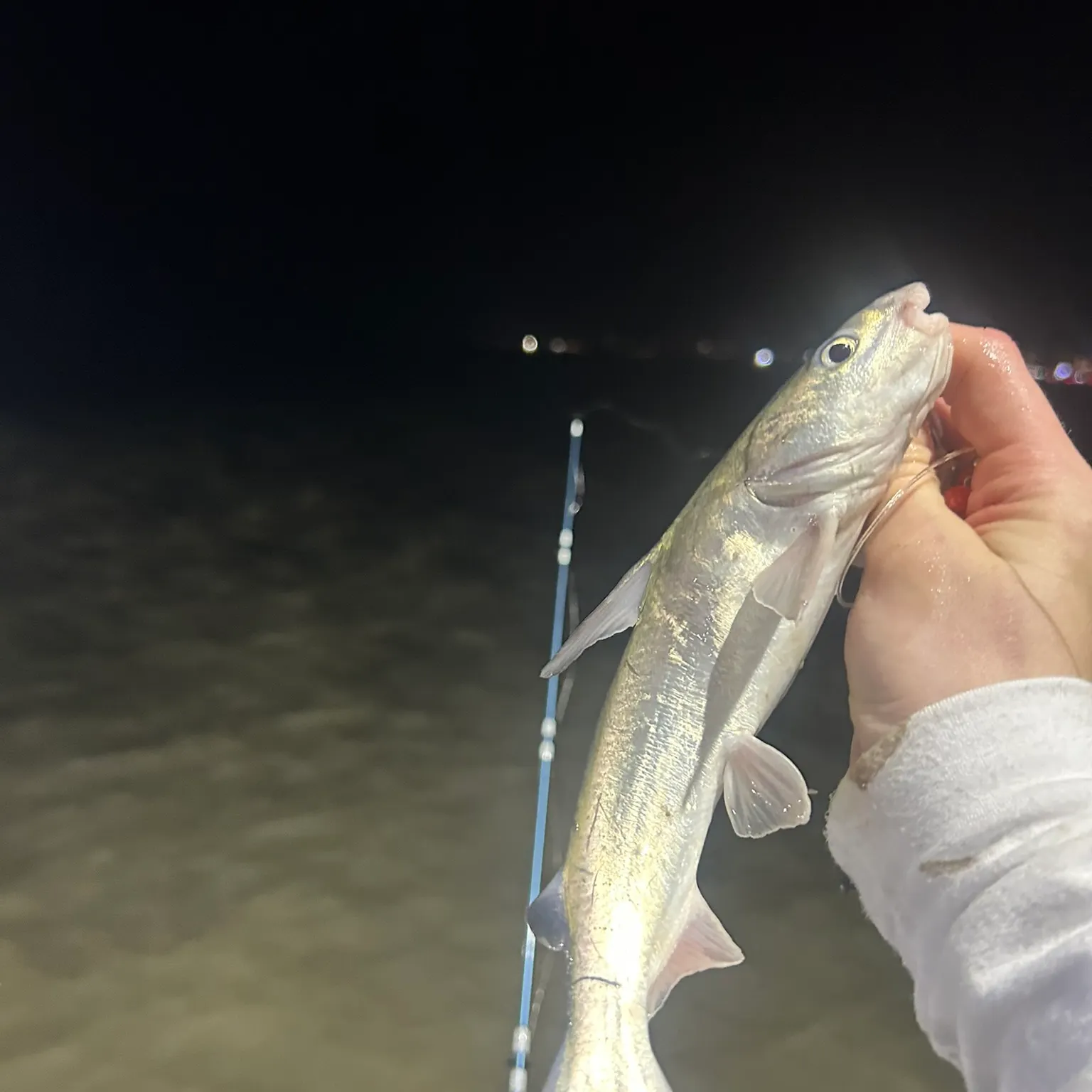 The most recent Hardhead sea catfish catches on Fishbrain