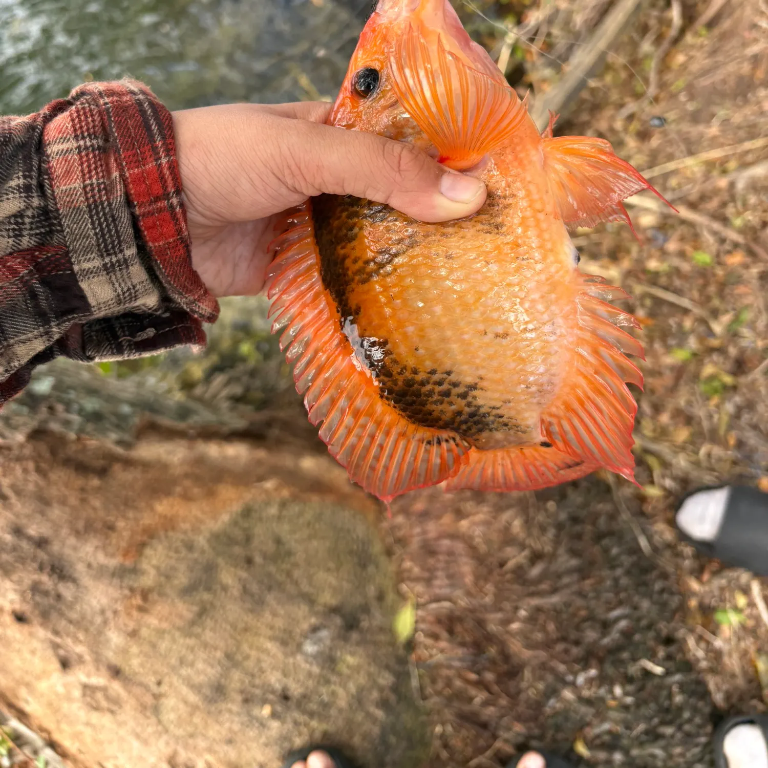 The most recent Midas cichlid catches on Fishbrain
