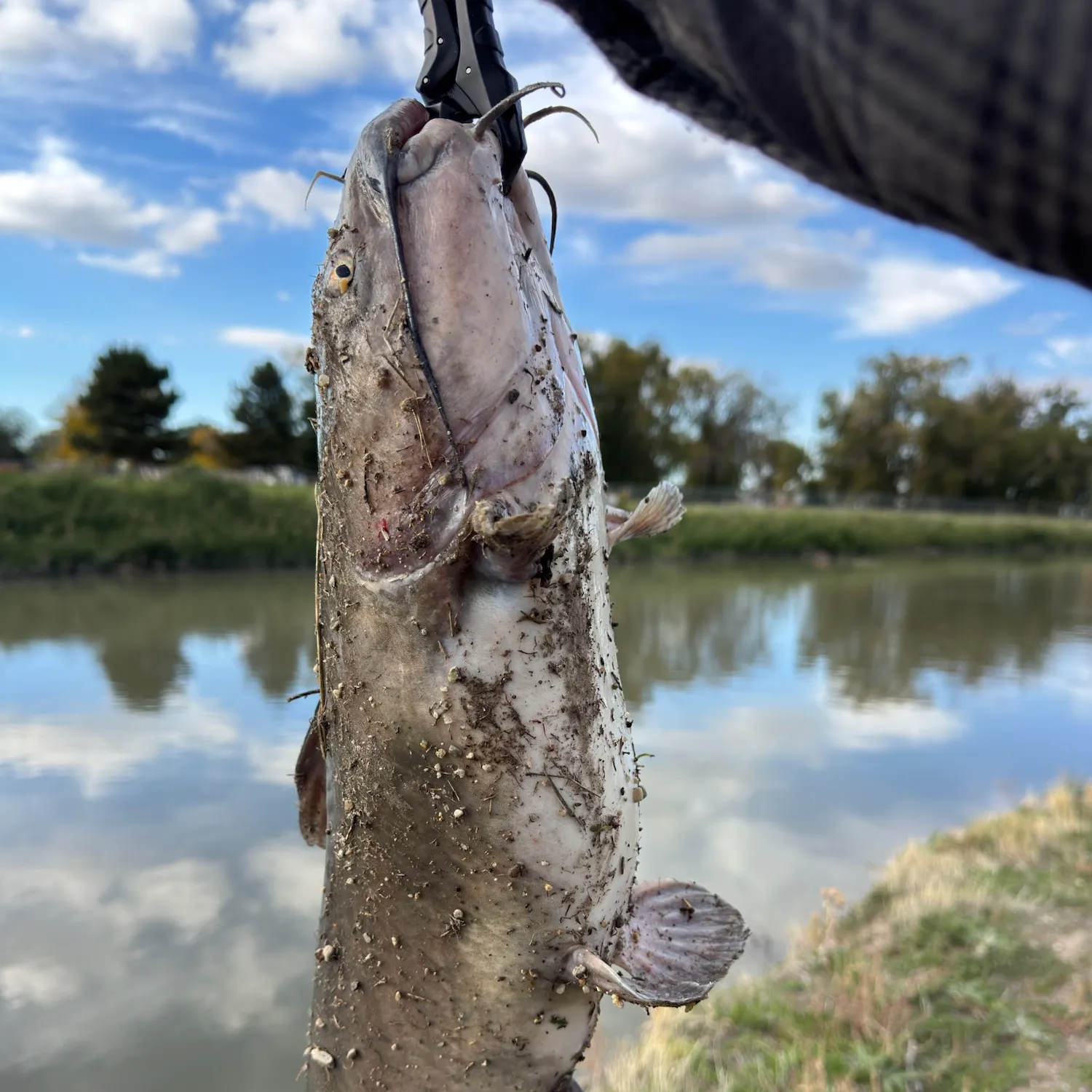 Channel catfish caught on Fishbrain