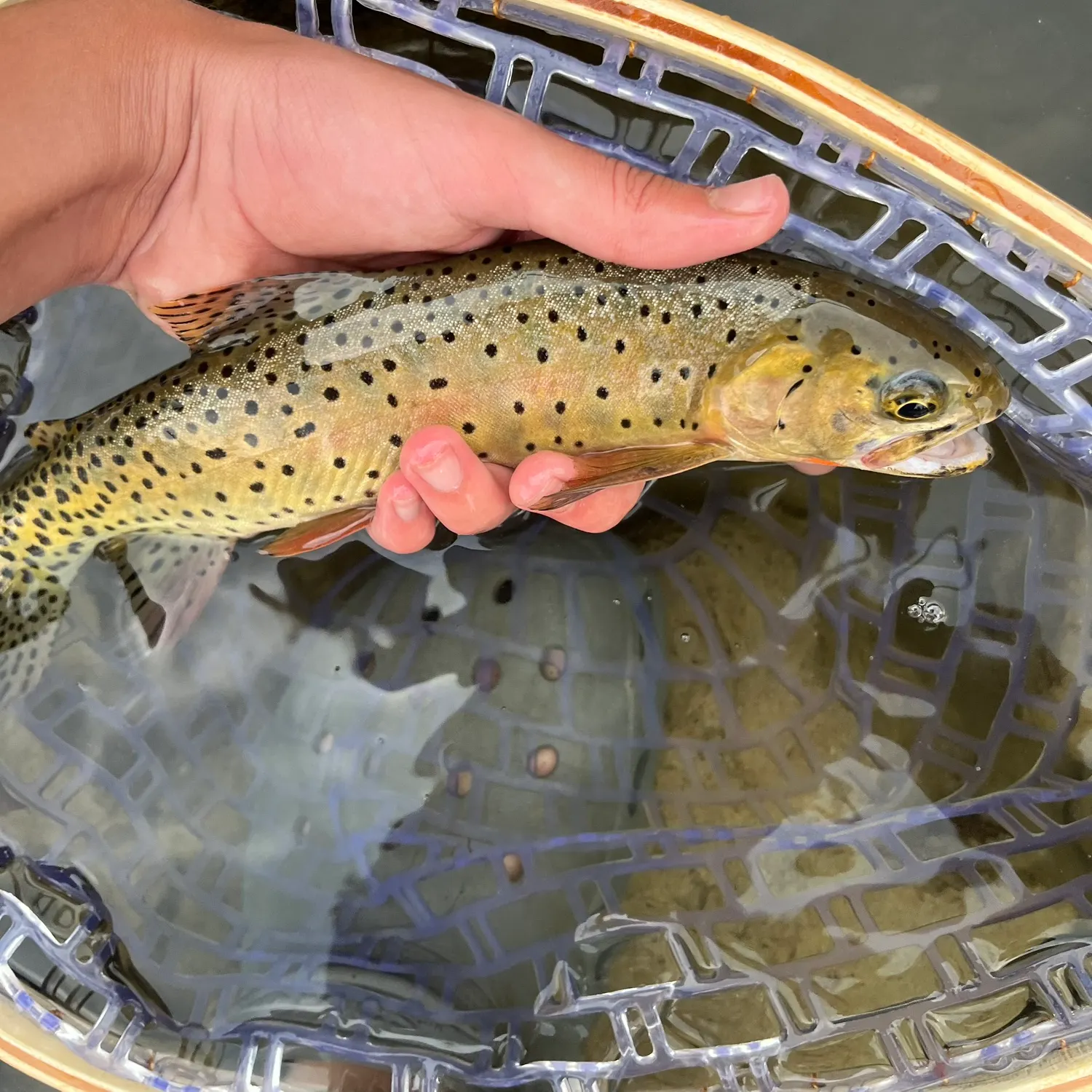 The most recent Greenback cutthroat trout catches on Fishbrain