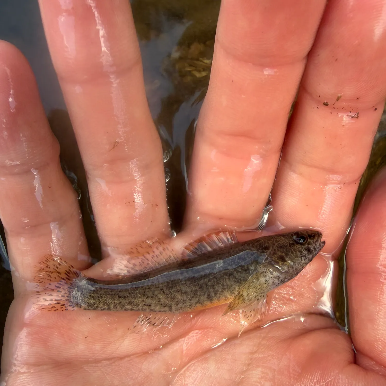 The most recent Plateau darter catches on Fishbrain