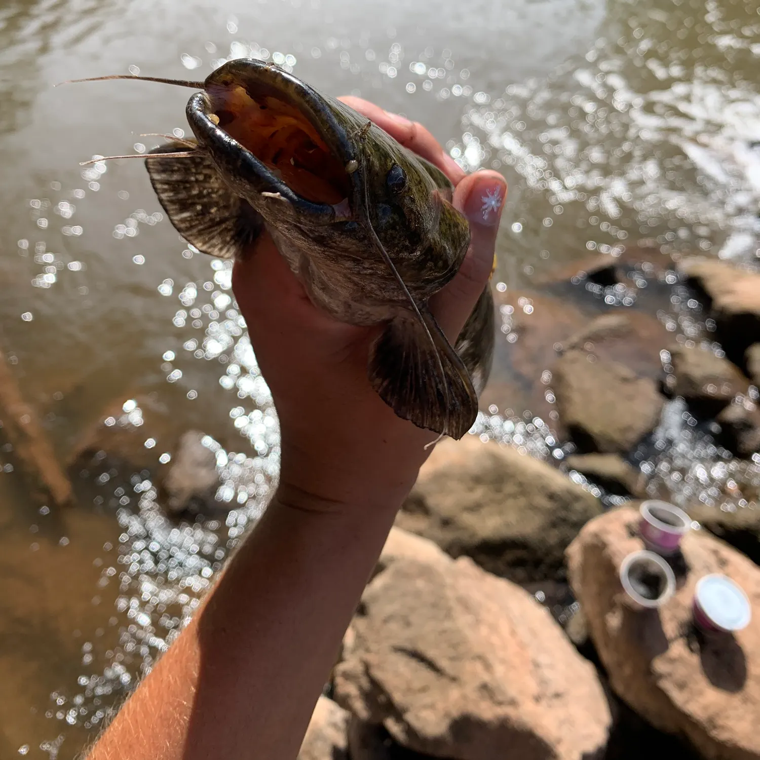 Brown bullhead caught on Fishbrain