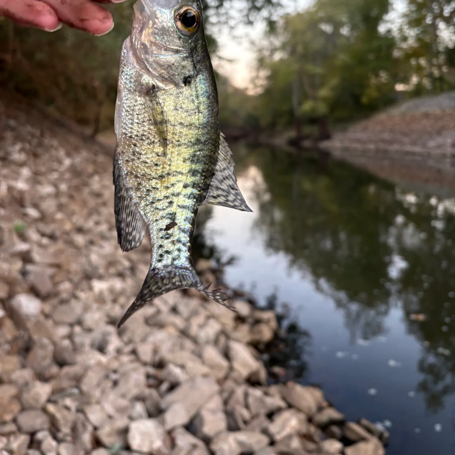 White crappie caught on Fishbrain