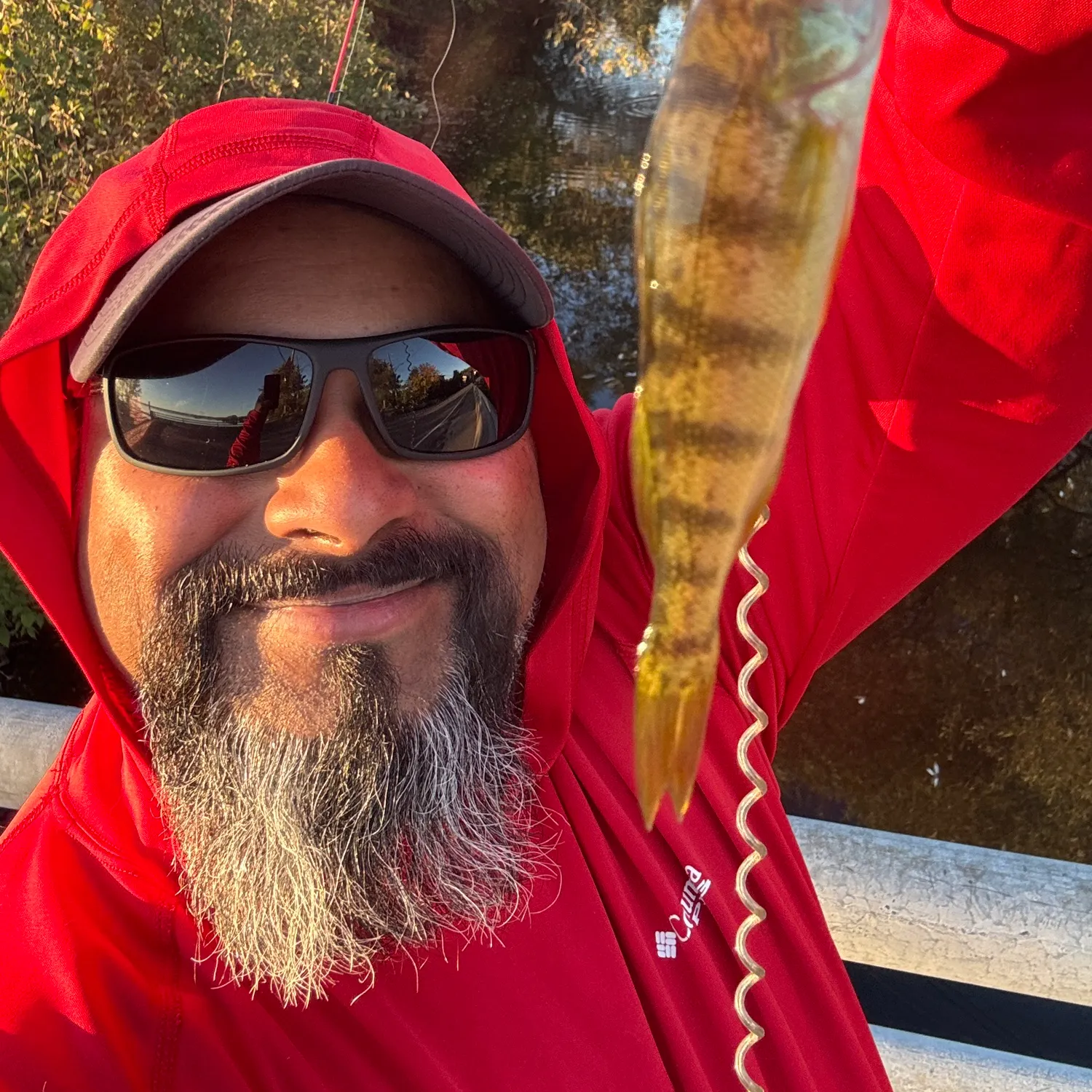 Yellow perch caught on Fishbrain
